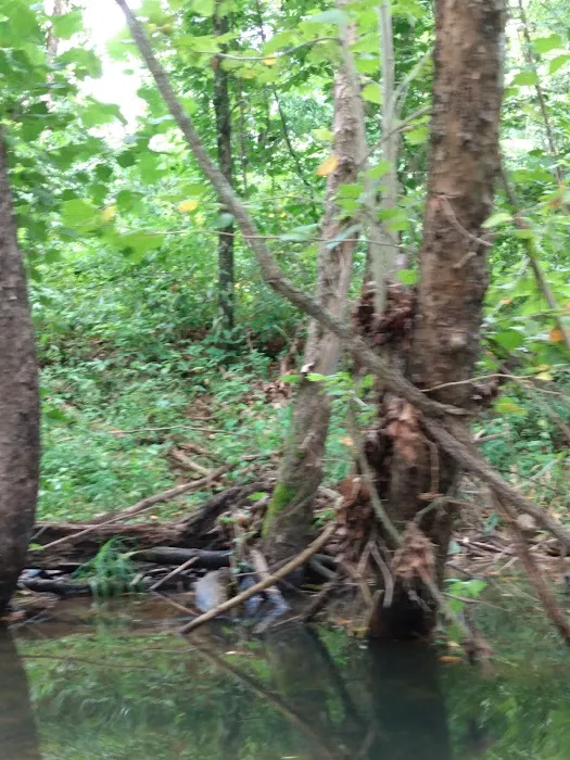 Buffalo Creek Campground 2