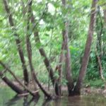 Buffalo Creek Campground