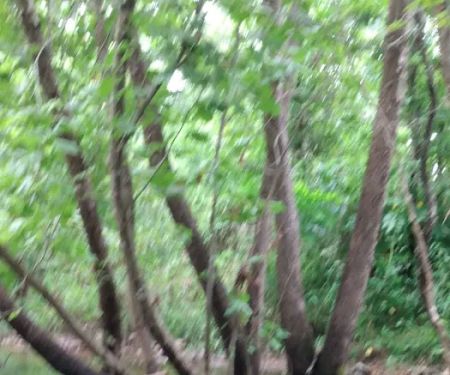 Buffalo Creek Campground