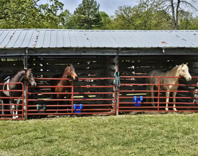 Fourche Creek RV Park and Riding Trails 10