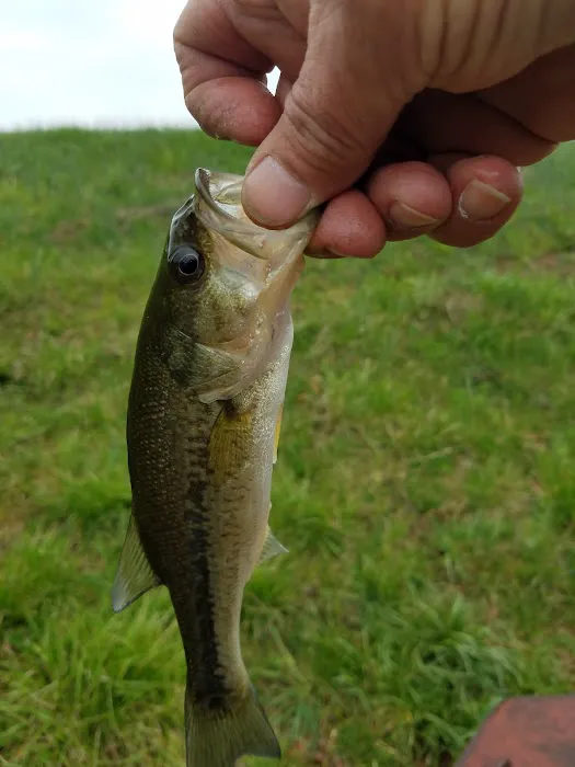 Timber Ridge Lake 5