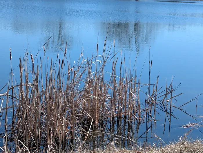 Goldenrod Campground 8