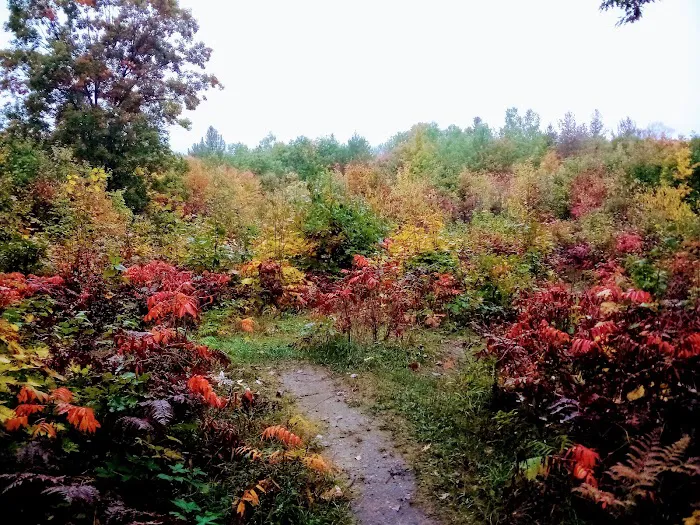 Pickerel Lake State Forest Campground 8