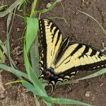 Chandler Hill Campground