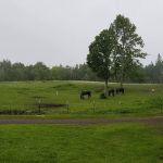 Paradise Hills - Horse Camp