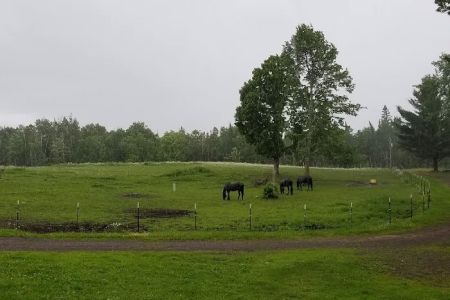 Paradise Hills - Horse Camp