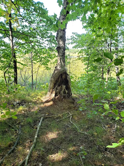 Ogechie Campground 5
