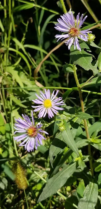 Cedar Lake Memorial Park Campground 8