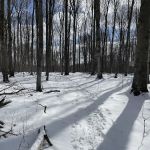 Charlevoix County Whiting Park