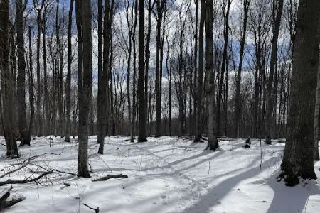 Charlevoix County Whiting Park