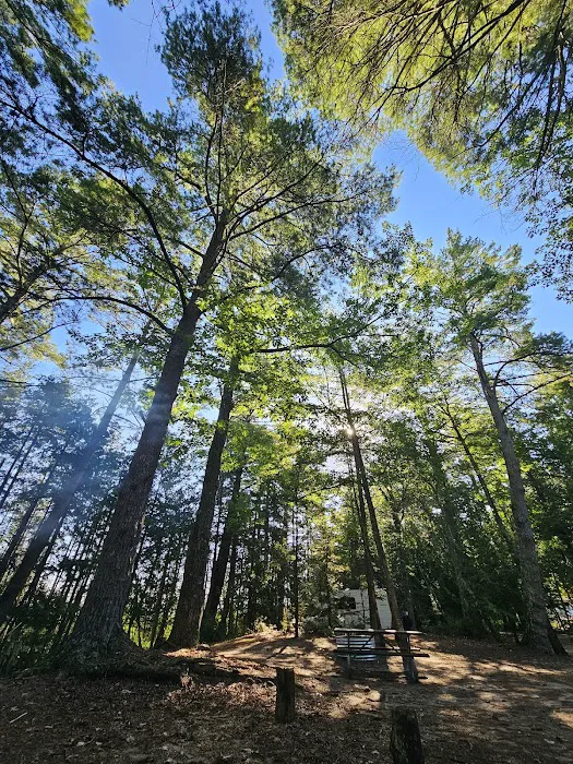 Ossineke State Forest Campground 3