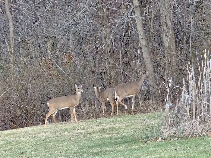 Meadowbrooke RV Park 6