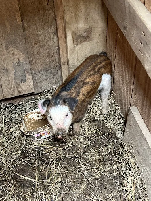 Daisy’s Farm and Campground 4