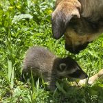 Daisy’s Farm and Campground