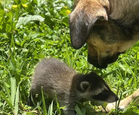 Daisyu2019s Farm and Campground