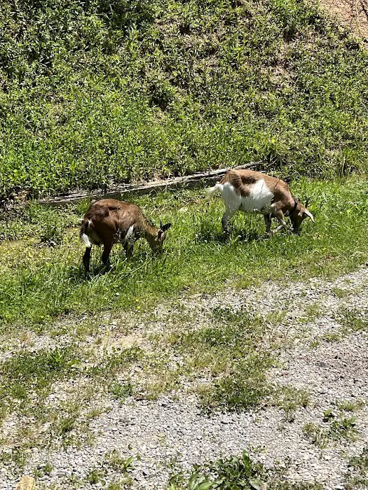 Daisy’s Farm and Campground 2