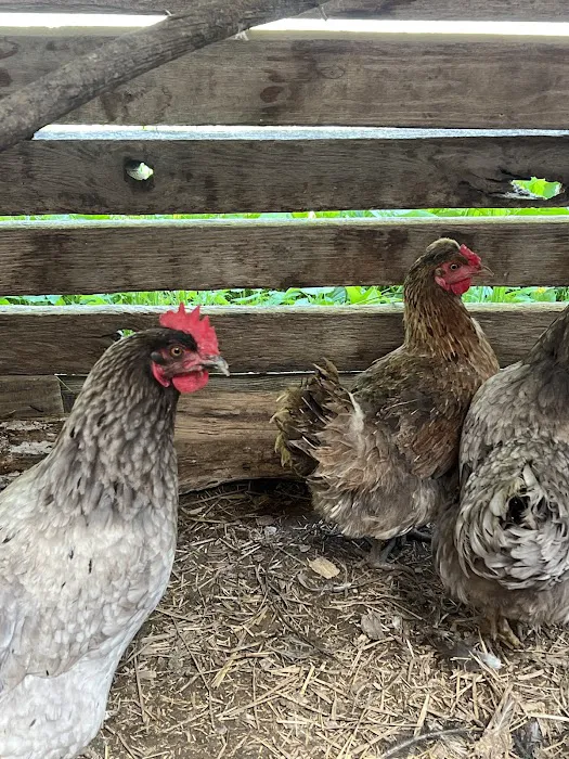 Daisy’s Farm and Campground 3