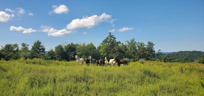 Hillbilly Stays Campground / Grace Elk Outfitters -Elk Camp 7