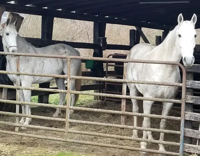 Rock Bottom Horse Camp 4