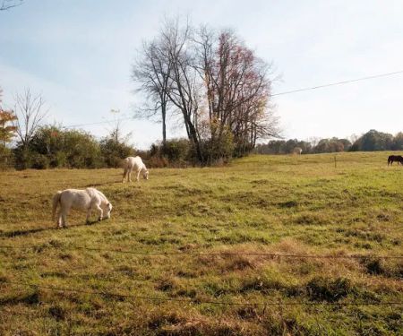 Seven Springs Cabins & RV Sites