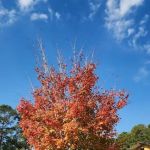 Pin Oak RV Campground
