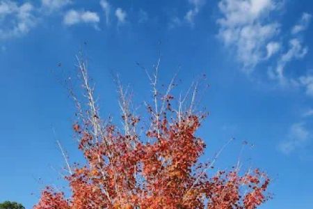 Pin Oak RV Campground