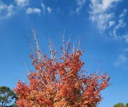 Pin Oak RV Campground