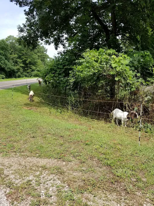 Natchez Trace State Park Campground 10