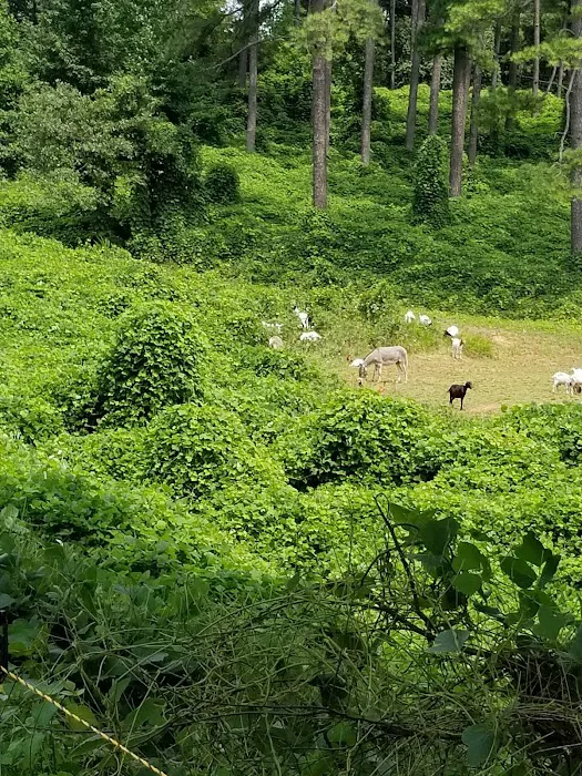 Natchez Trace State Park Campground 7