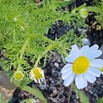 Lake Hendricks Campground