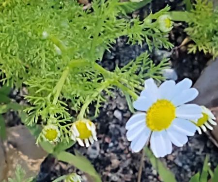 Lake Hendricks Campground