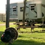 Rykens RV Park