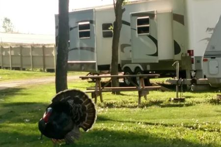 Rykens RV Park