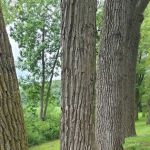 Loup Park Campground