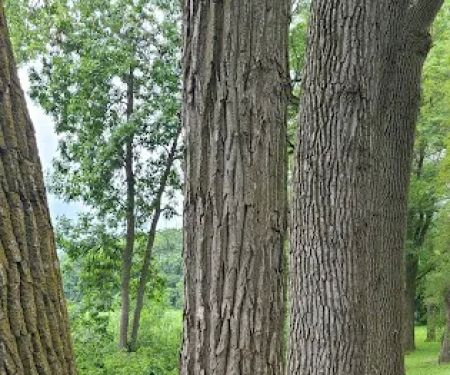 Loup Park Campground