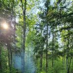 West Gooseberry Camp