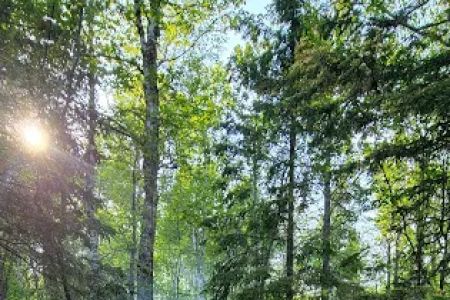 West Gooseberry Camp