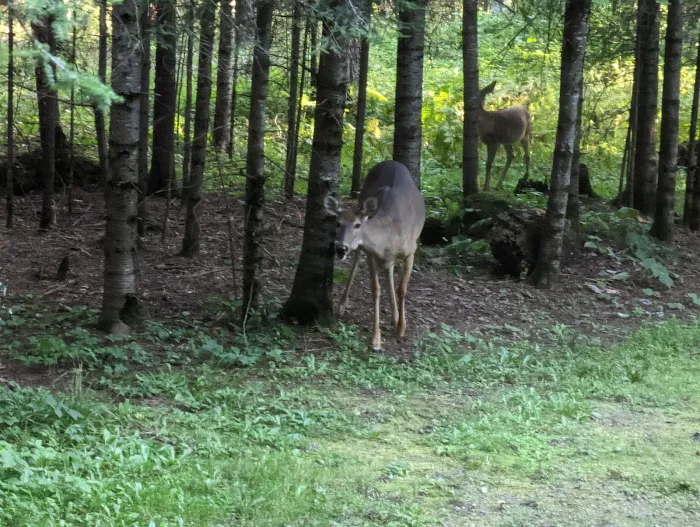 Whiteface Reservoir Campground 10
