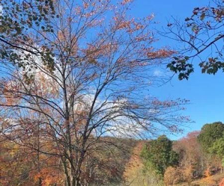 Tomlinson Run State Park