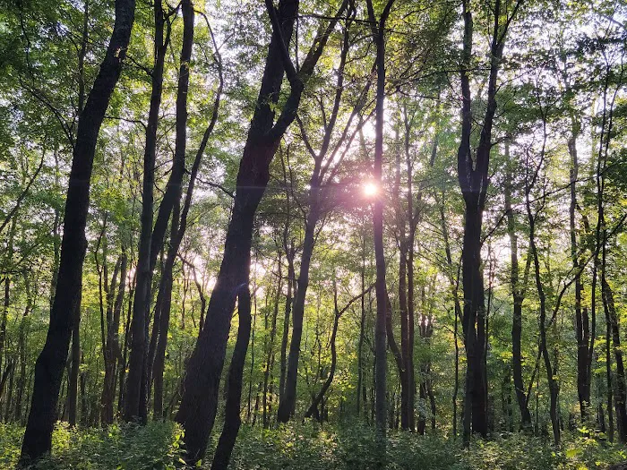 Tomlinson Run State Park 8