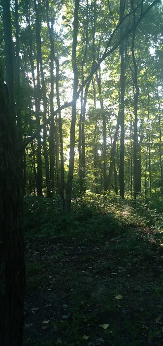 Tomlinson Run State Park Campground 4