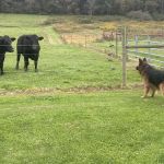 Gas Valley Campground