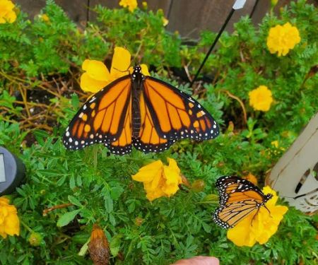 Fairhaven Wv Campground