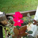 Deerfield Mobile Home Park