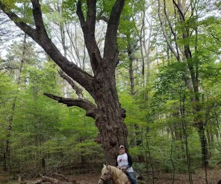 Beaver Creek State Park Horesmanu2019s Camp