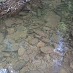 Cane Patch Campground
