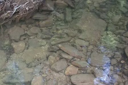 Cane Patch Campground