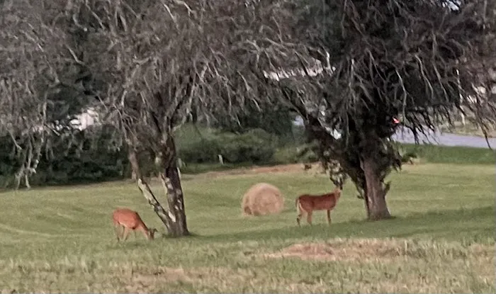 Out to Pasture RV Campground 8