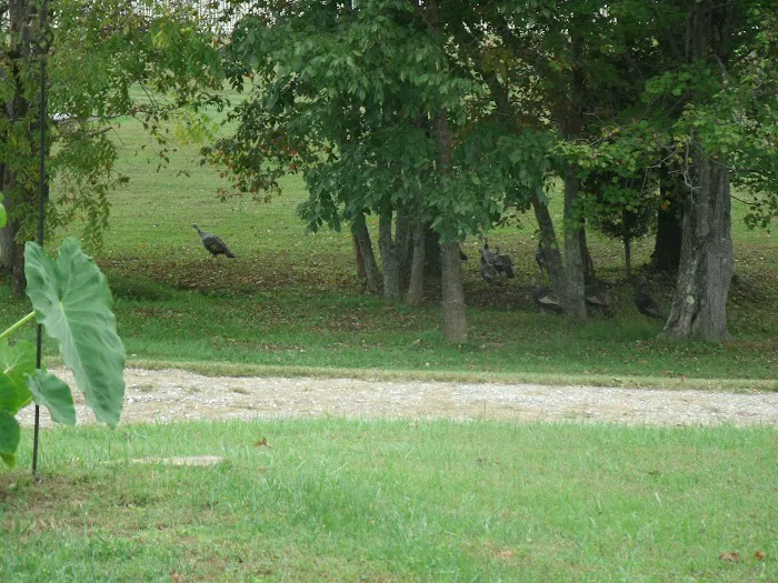 Ballyhoo Family Campground 7