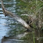 Cottonwood Campground